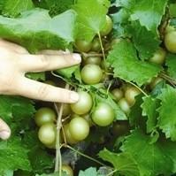 Vitis rotundifolia 'Tara' ~ Tara Muscadine Grape, Bronze Self Fertile - Delivered By ServeScape