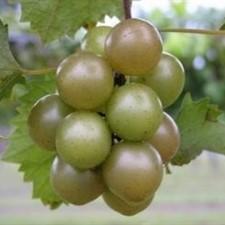 Vitis rotundifolia 'Triumph' ~ Triumph Muscadine Grape, Bronze Self Fertile - Delivered By ServeScape