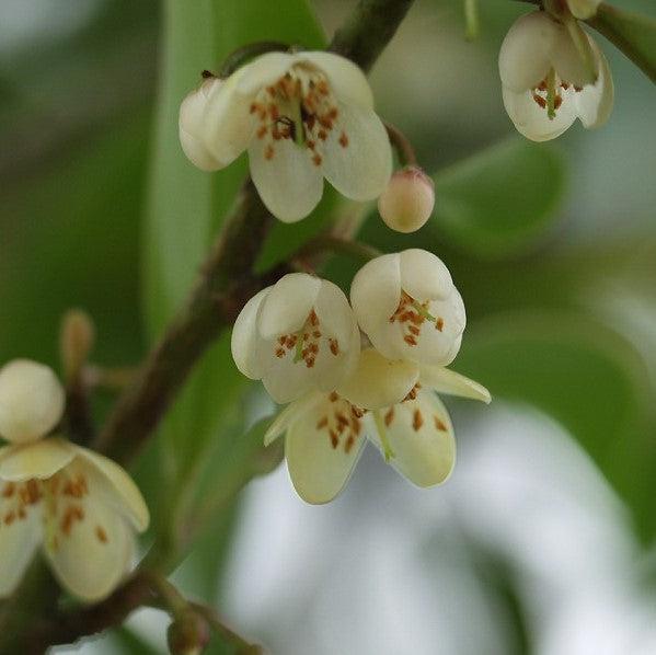 Cleyera japonica ~ Japanese Cleyera-ServeScape