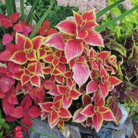 Solenostemon scutellarioides ‘Defiance’ ~ Defiance Coleus-ServeScape