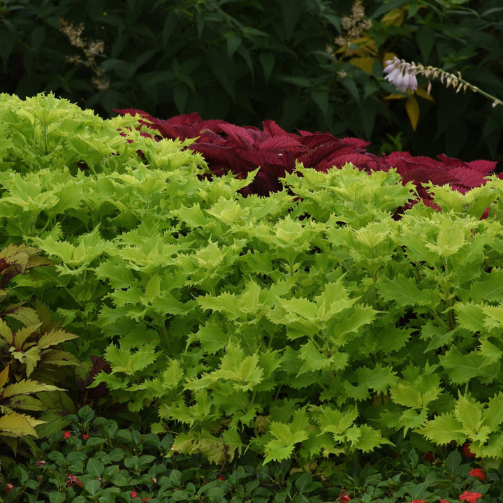 Solenostemon scutellarioides ‘UF0843’ ~ Wasabi Coleus-ServeScape