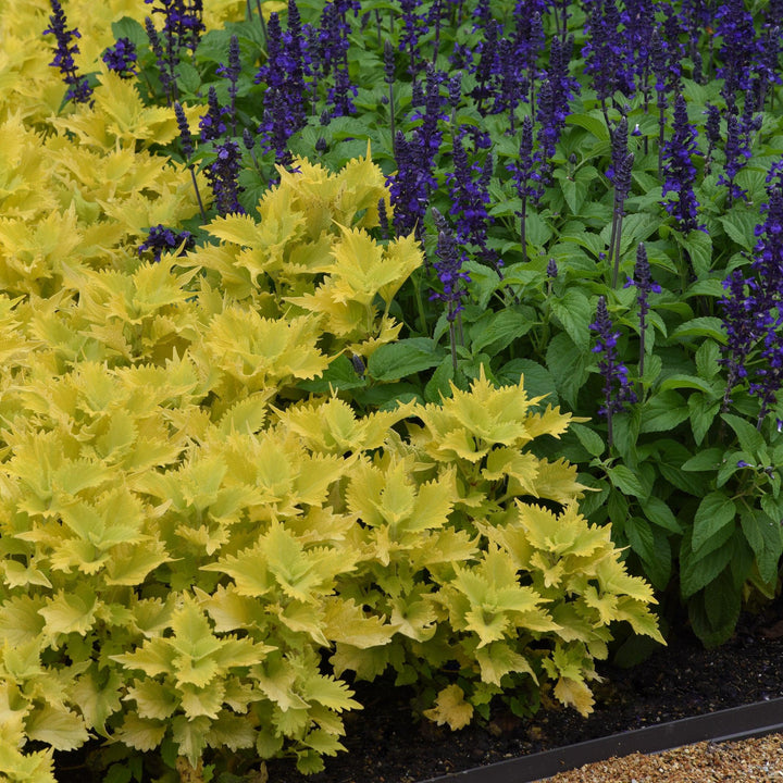 Solenostemon scutellarioides ‘UF0843’ ~ Wasabi Coleus-ServeScape