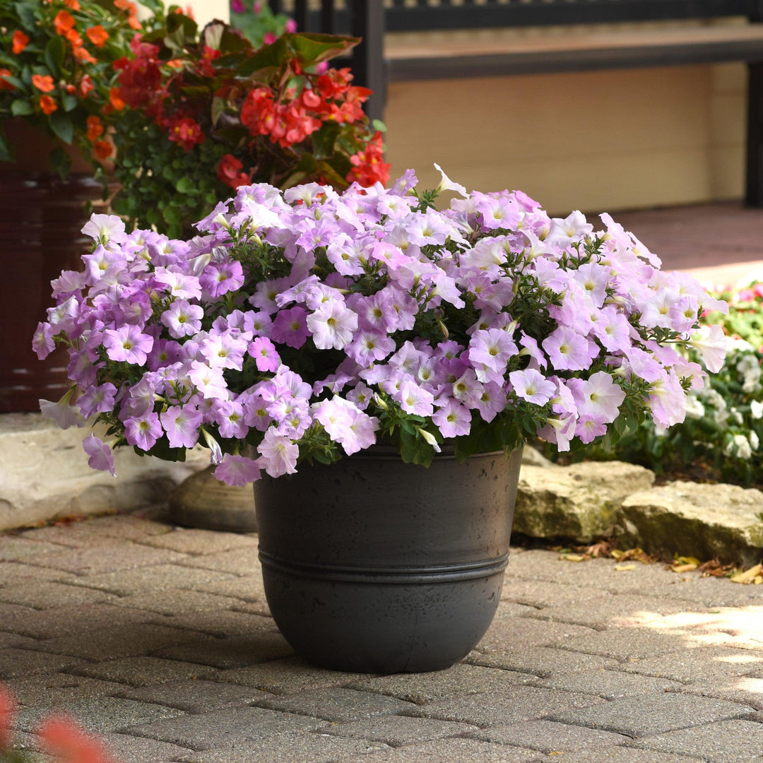 Petunia x 'PAS3190' ~ Wave® Misty Lilac Spreading Petunia-ServeScape