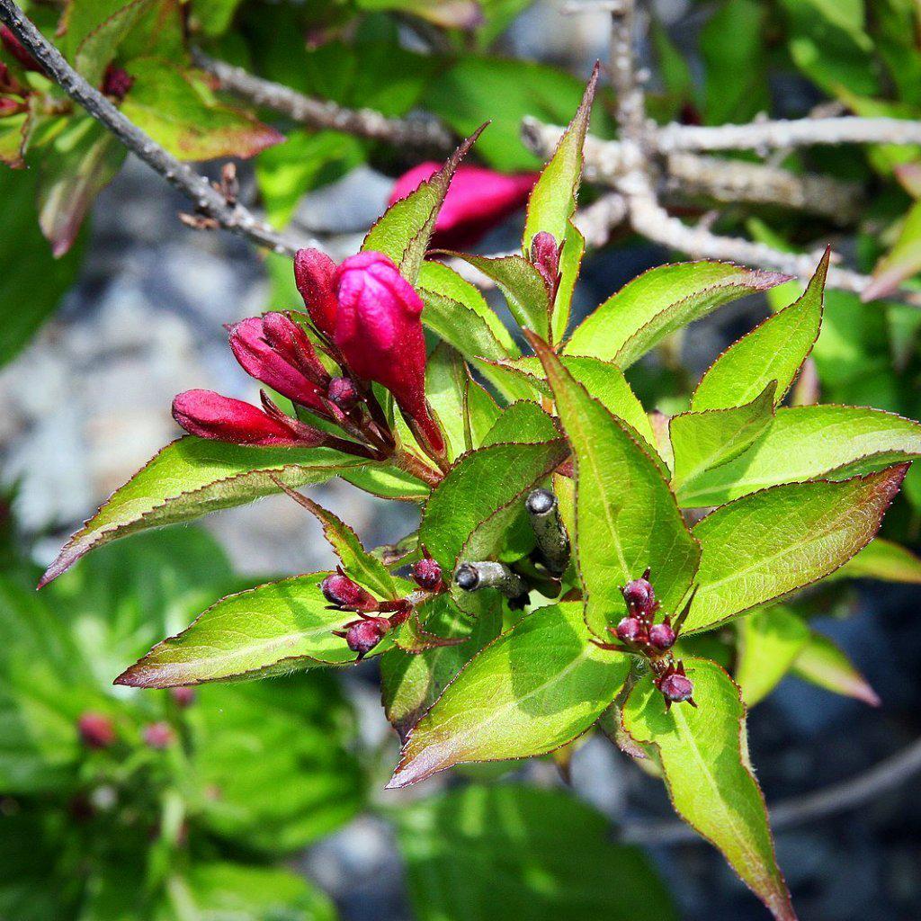 Weigela 'Minuet' ~ Minuet Weigela - Delivered By ServeScape