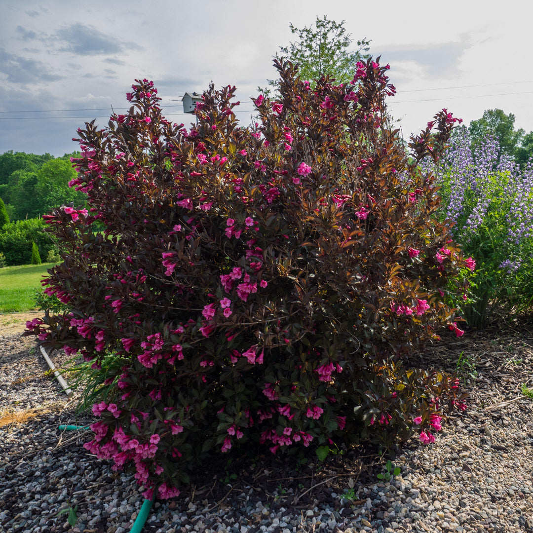 Weigela florida 'Alexandra’ ~Wine & Roses® Weigela - Delivered By ServeScape