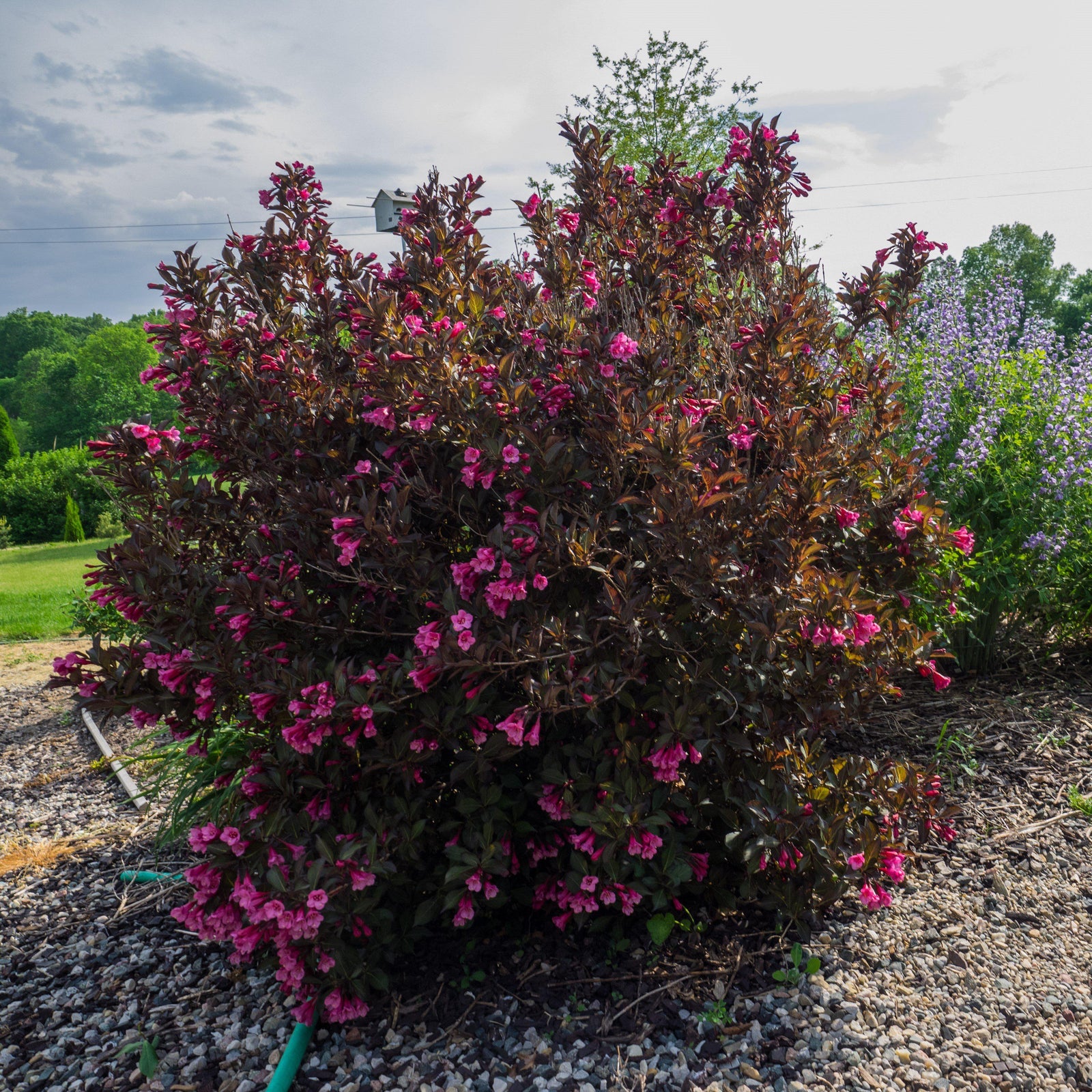 Weigela florida 'Alexandra’ ~Wine & Roses® Weigela - Delivered By ServeScape