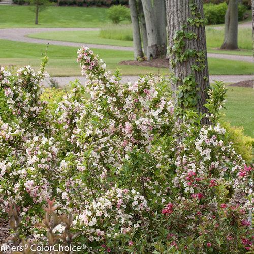 Weigela florida 'Bokrasopea' ~ Sonic Bloom® Pearl Weigela - Delivered By ServeScape