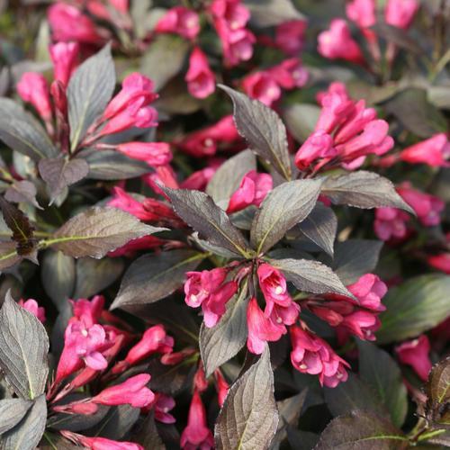 Weigela florida 'Bokraspiwi' PP23,781 ~ Spilled Wine® Weigela - Delivered By ServeScape