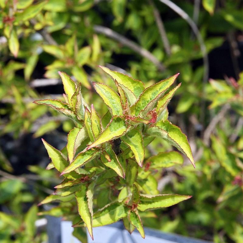 Weigela florida 'Brigela' ~ French Lace™ Weigela-ServeScape
