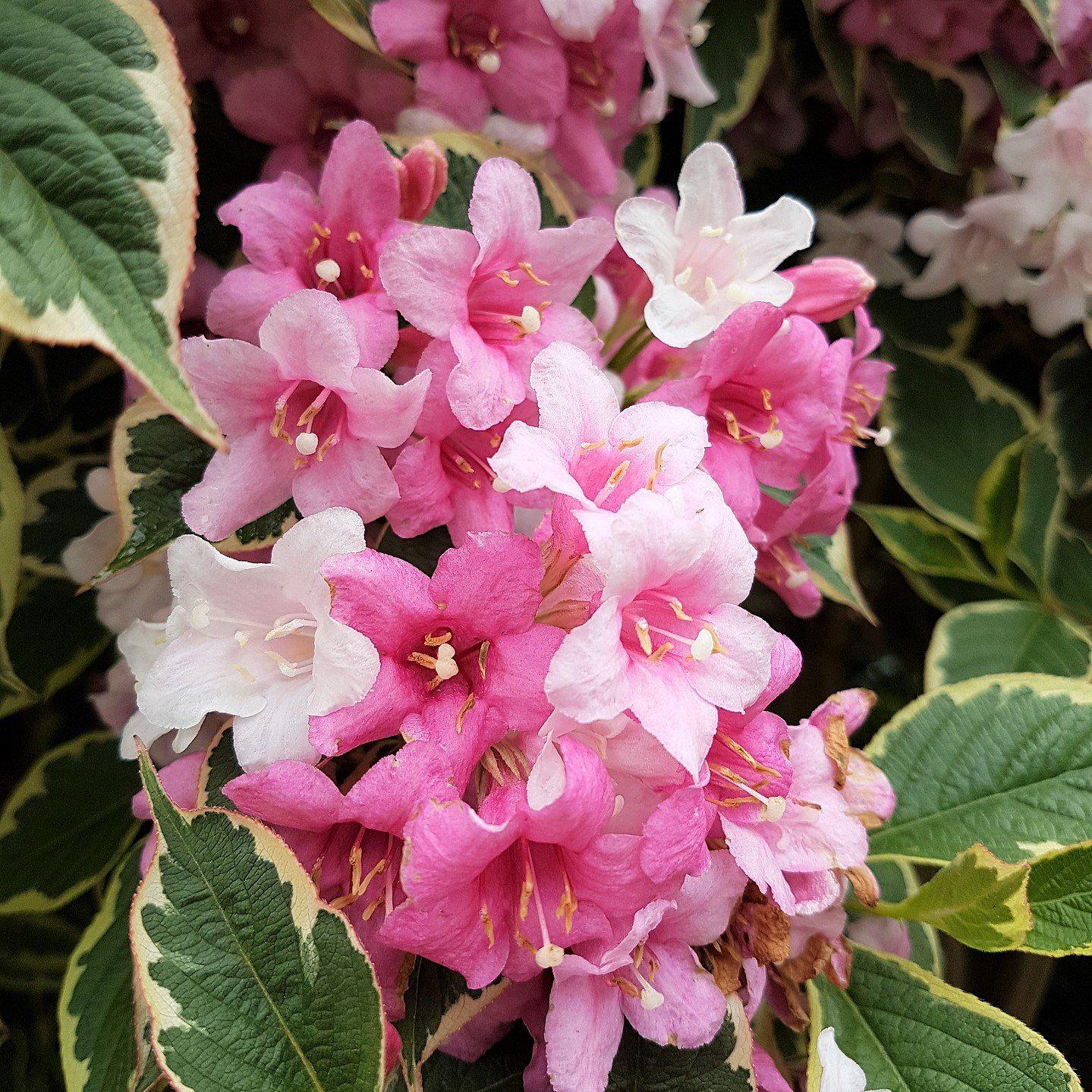 Weigela florida 'Goodness Grows' ~ Goodness Grows Weigela - Delivered By ServeScape