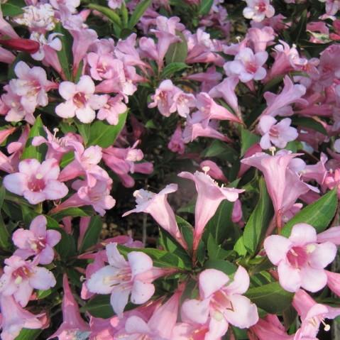 Weigela florida 'Plangen' ~ Pink Poppet Weigela - Delivered By ServeScape