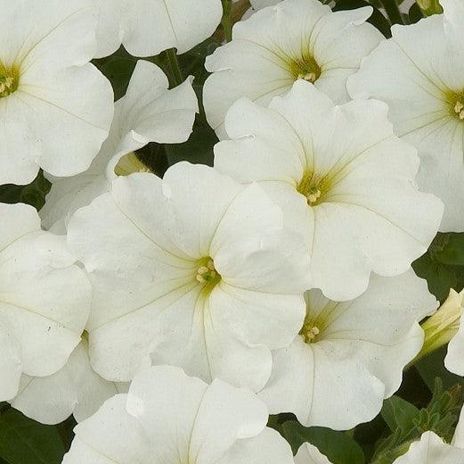 Petunia x 'White Ray' ~ White Ray™ Petunia-ServeScape