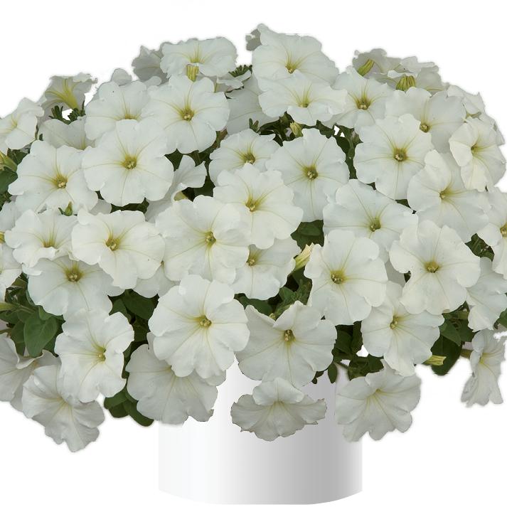Petunia x 'White Ray' ~ White Ray™ Petunia-ServeScape