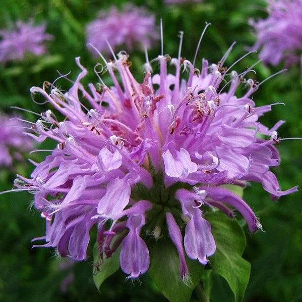 Monarda 'Blue Moon' ~ Sugar Buzz® Blue Moon Bee Balm-ServeScape