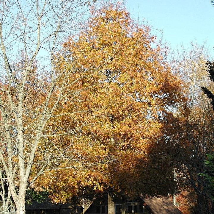 Quercus phellos 'RT3' ~ Upperton® Willow Oak-ServeScape