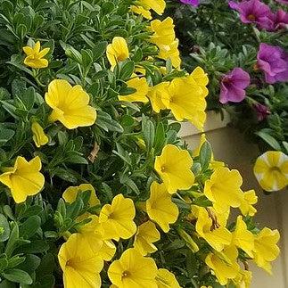 Calibrachoa 'Calitastic Butter' ~ Calitastic® Butter Calibrachoa-ServeScape