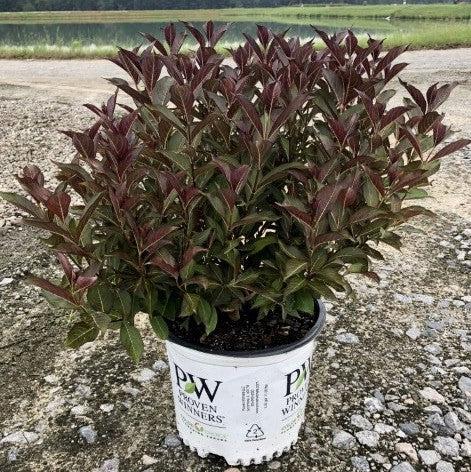 Weigela florida 'Alexandra’ ~ Wine & Roses® Weigela-ServeScape