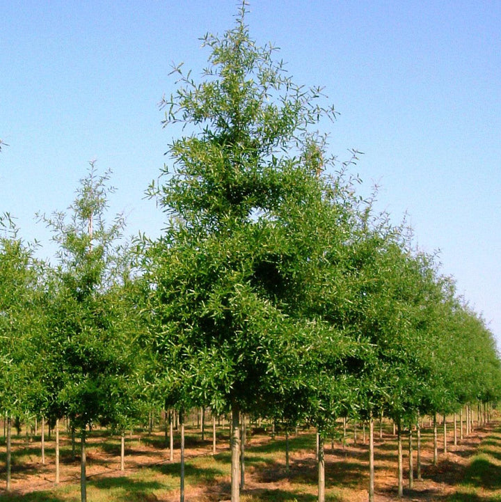 Quercus phellos ‘QPMTF’ ~ Wynstar® Willow Oak-ServeScape