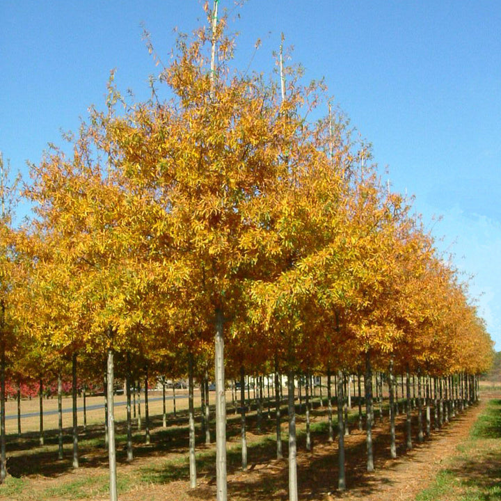Quercus phellos ‘QPMTF’ ~ Wynstar® Willow Oak-ServeScape