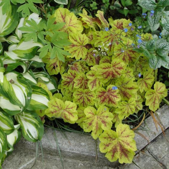 X Heucherella 'Alabama Sunrise' ~ Alabama Sunrise Foamy Bells - Delivered By ServeScape
