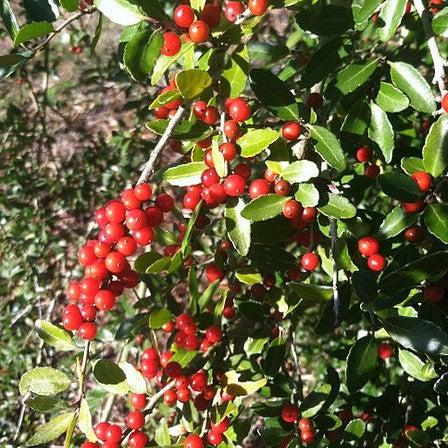 Ilex vomitoria ~ Yaupon Holly-ServeScape