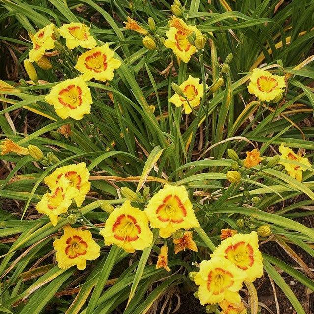 Hemerocallis x 'SPD 06-0' PP22181 ~ Kokomo Sunset™ Daylily-ServeScape