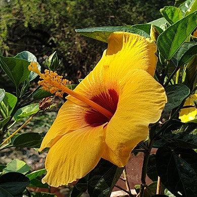 Hibiscus rosa-sinensis ~ Hibiscus Standard, Yellow-ServeScape
