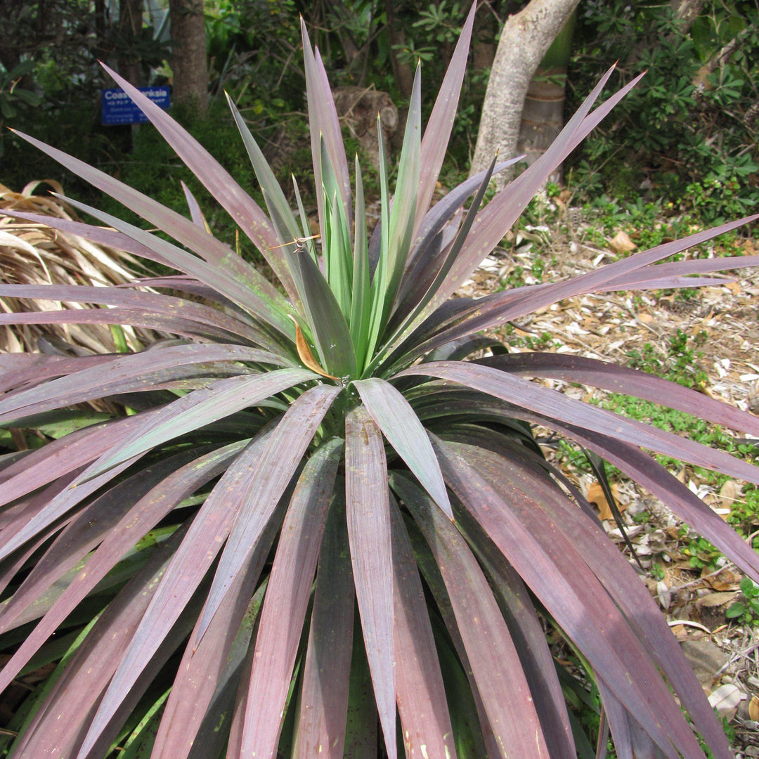 Yucca 'Blue Boy' ~ Blue Boy Yucca-ServeScape