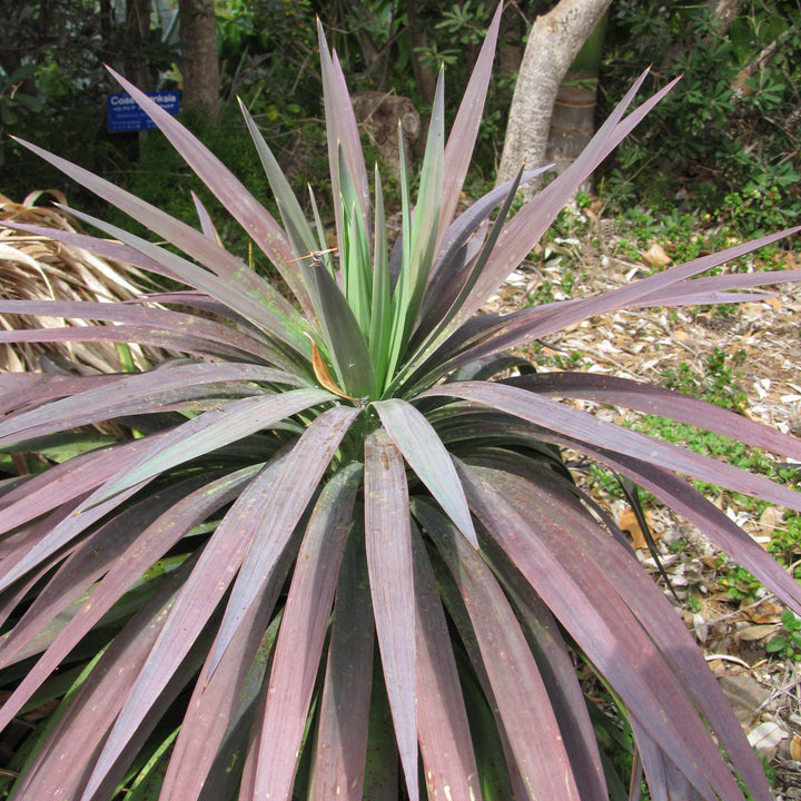 Yucca 'Blue Boy' ~ Blue Boy Yucca-ServeScape