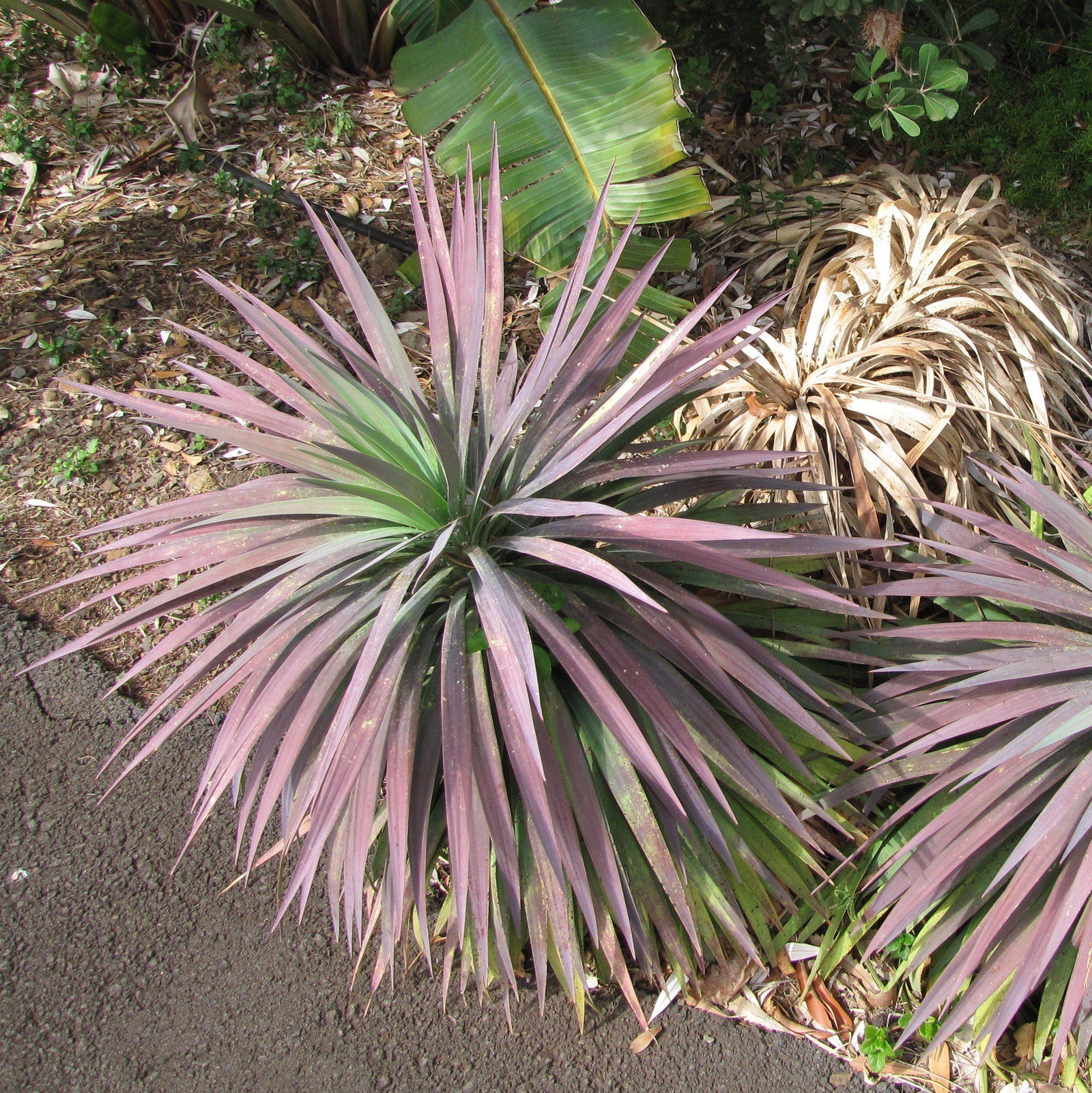 Yucca 'Blue Boy' ~ Blue Boy Yucca-ServeScape
