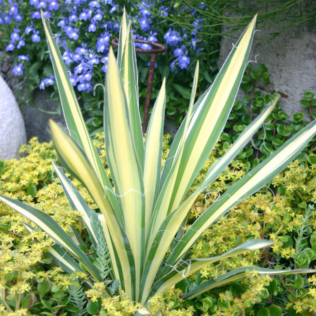 Yucca filamentosa 'Color Guard' ~ Color Guard Adam's Needle, Yucca-ServeScape