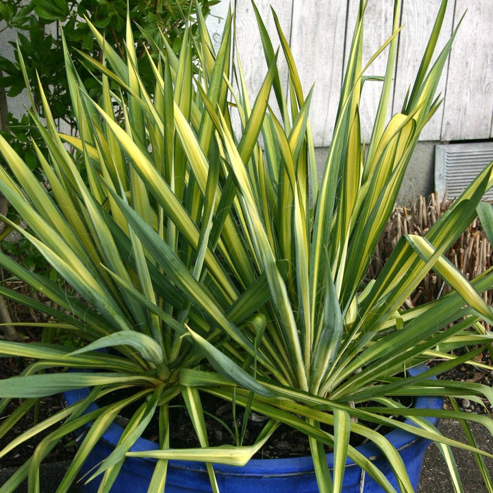 Yucca filamentosa 'Color Guard' ~ Color Guard Adam's Needle, Yucca-ServeScape
