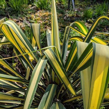 Yucca filamentosa 'Color Guard' ~ Color Guard Adam's Needle, Yucca - Delivered By ServeScape