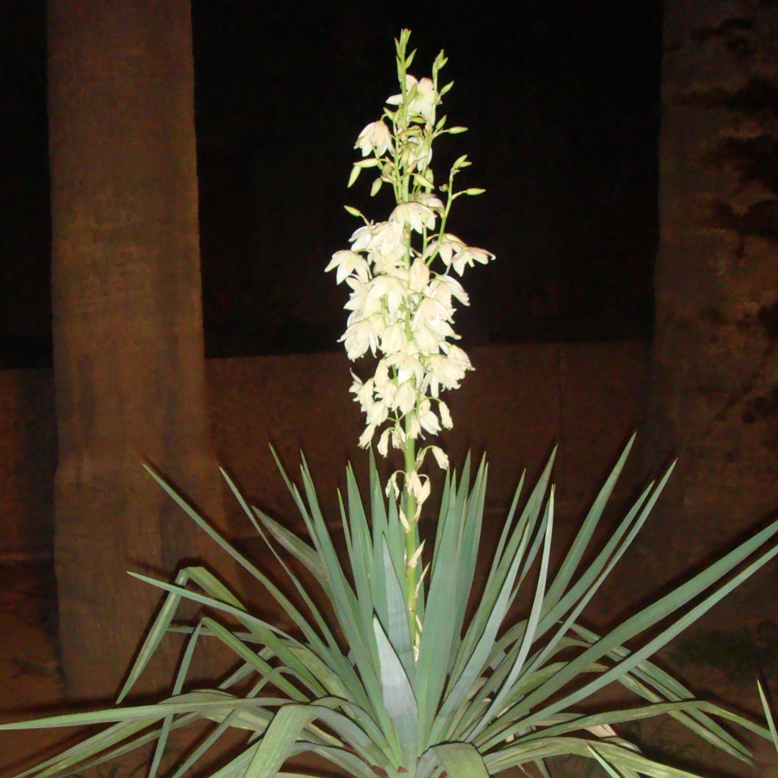 Yucca recurvifolia ~ Soft Leaf Yucca-ServeScape