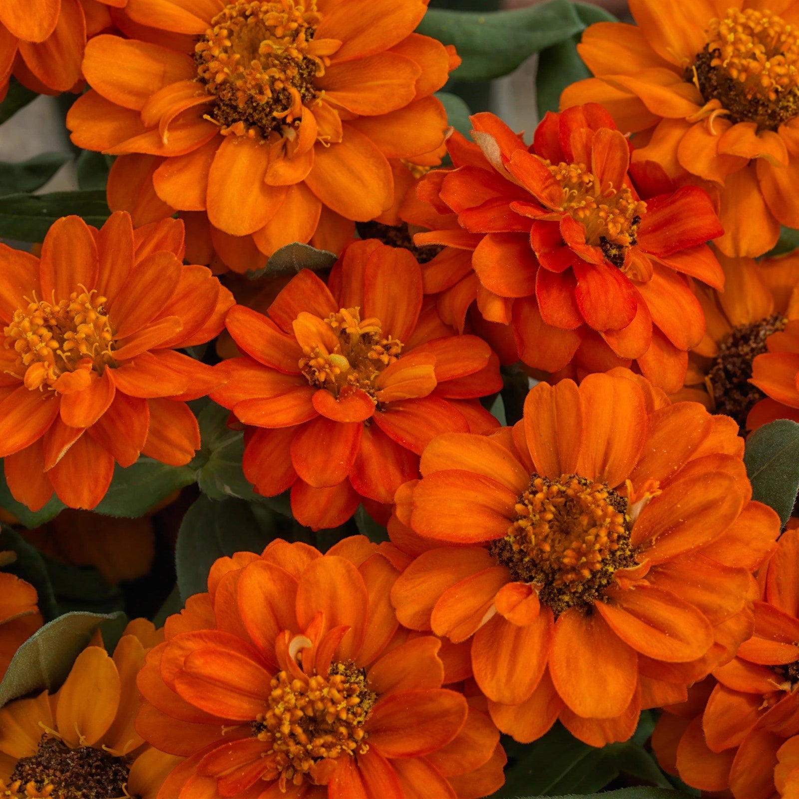 Zinnia ‘Profusion Double Fire’ ~ Profusion Double Fire Zinnia-ServeScape