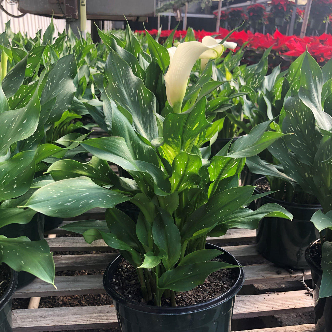 Zantedeschia aethiopica ~ Calla Lily-ServeScape