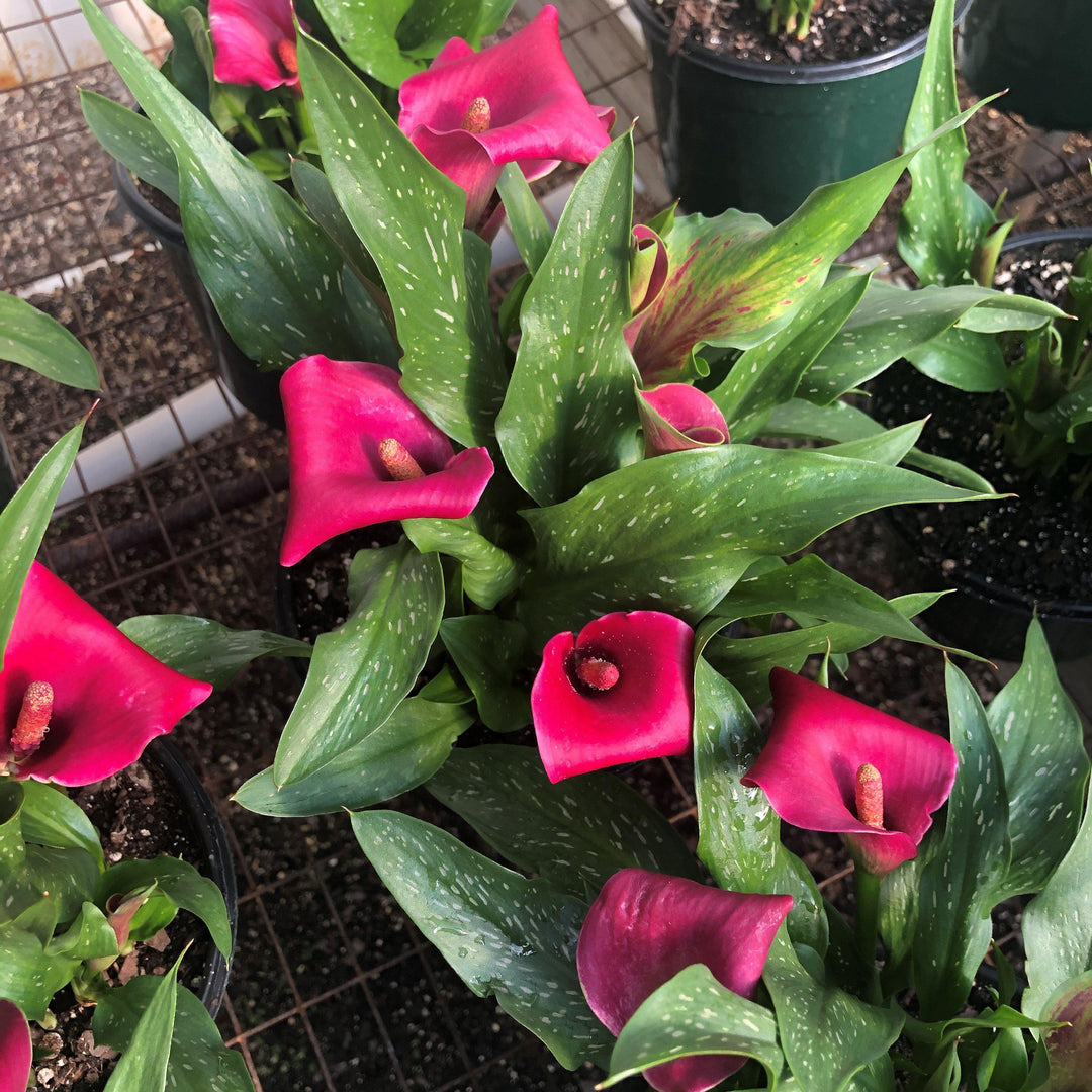 Zantedeschia aethiopica ~ Calla Lily-ServeScape