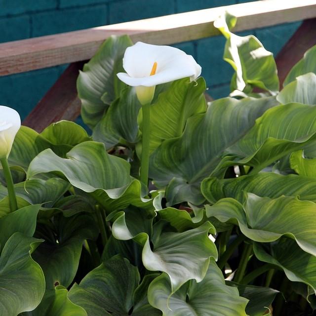 Zantedeschia aethiopica ~ Calla Lily, White-ServeScape