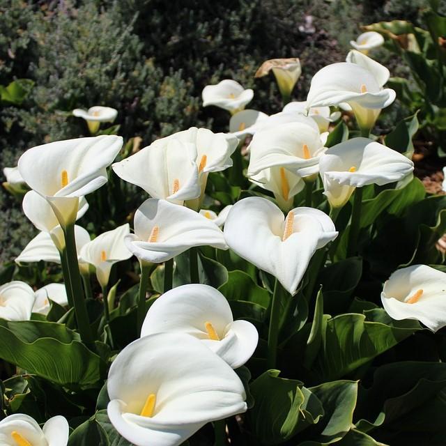 Zantedeschia aethiopica ~ Calla Lily, White-ServeScape