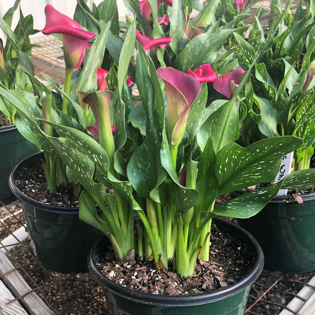 Zantedeschia aethiopica ~ Calla Lily-ServeScape