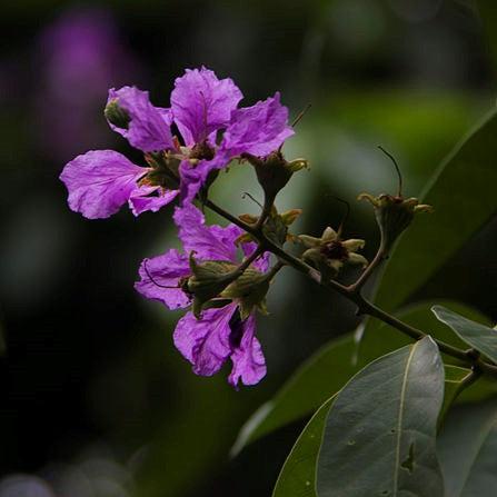 Lagerstroemia indica ''1065' ~ Summerlasting™ Plum Crape Myrtle-ServeScape