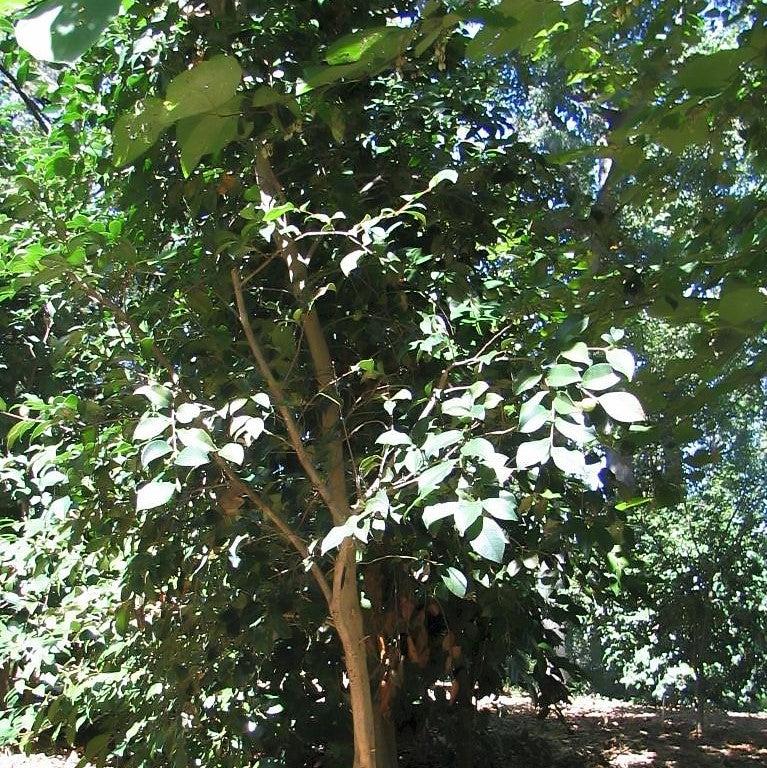 Zelkova serrata ‘Musashino’ ~ Musashino Zelkova-ServeScape