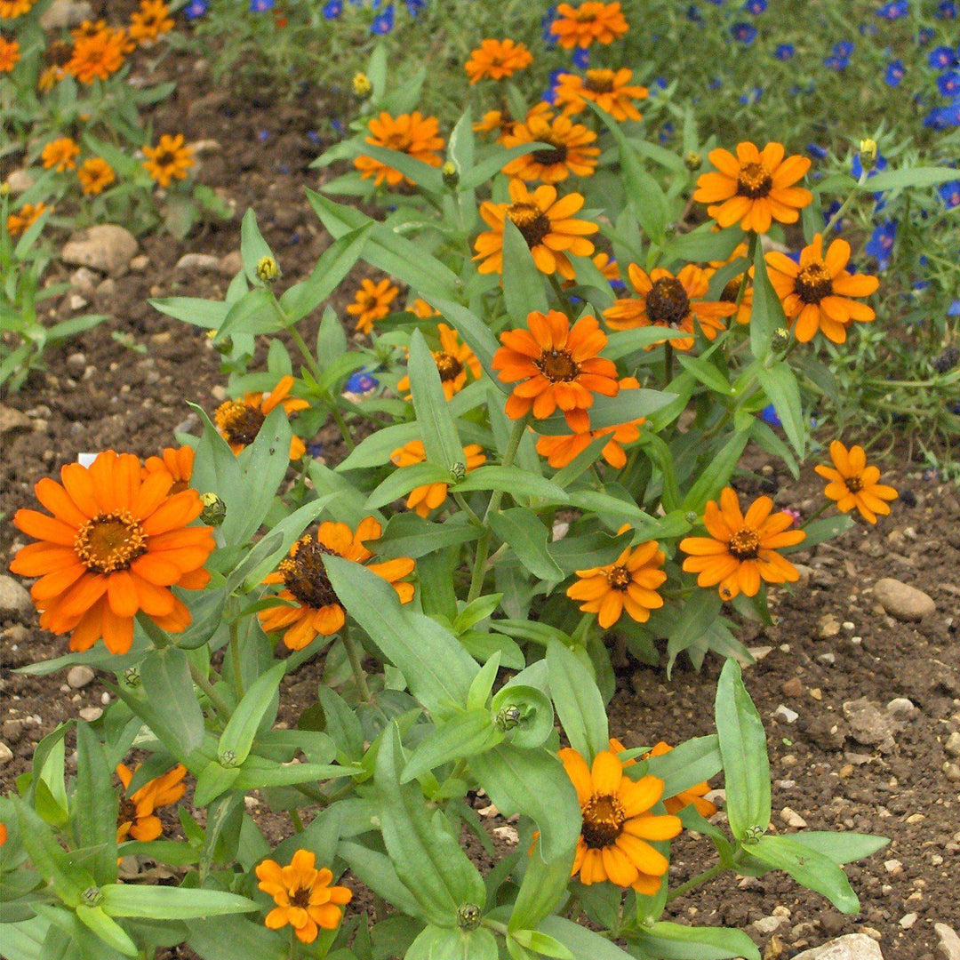 Zinnia ‘Profusion’ ~ Profusion Zinnia Mix-ServeScape