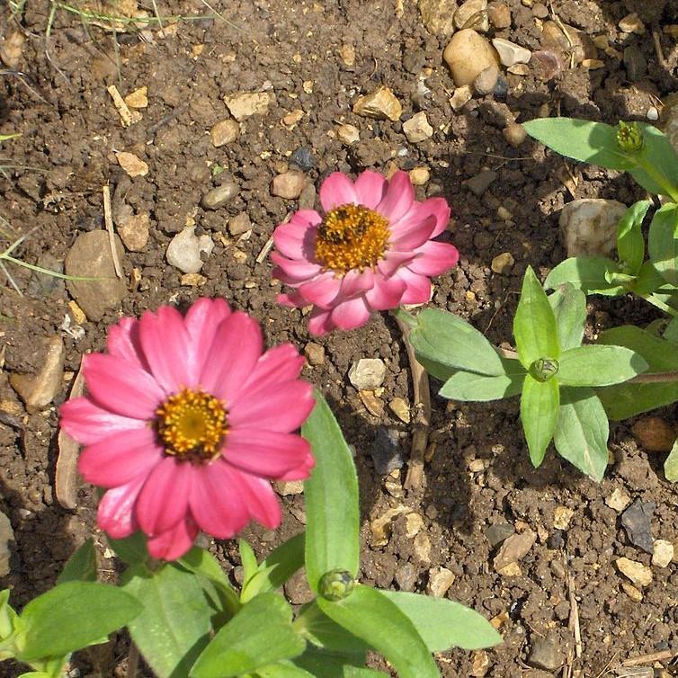 Zinnia ‘Profusion’ ~ Profusion Zinnia Mix-ServeScape