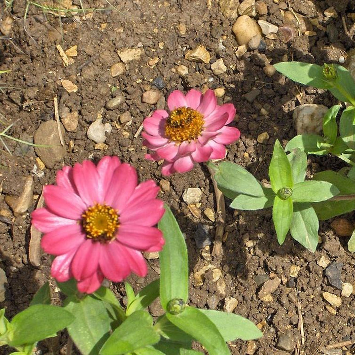 Zinnia ‘Profusion’ ~ Profusion Zinnia Mix-ServeScape