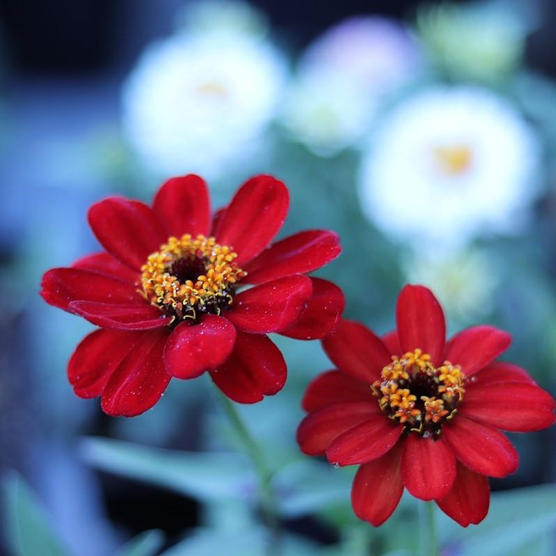 Zinnia ‘Profusion’ ~ Profusion Zinnia Mix-ServeScape