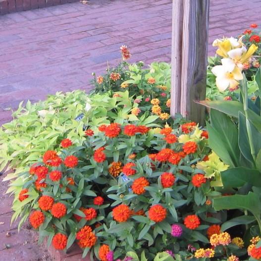 Zinnia ‘Profusion’ ~ Profusion Zinnia Mix-ServeScape