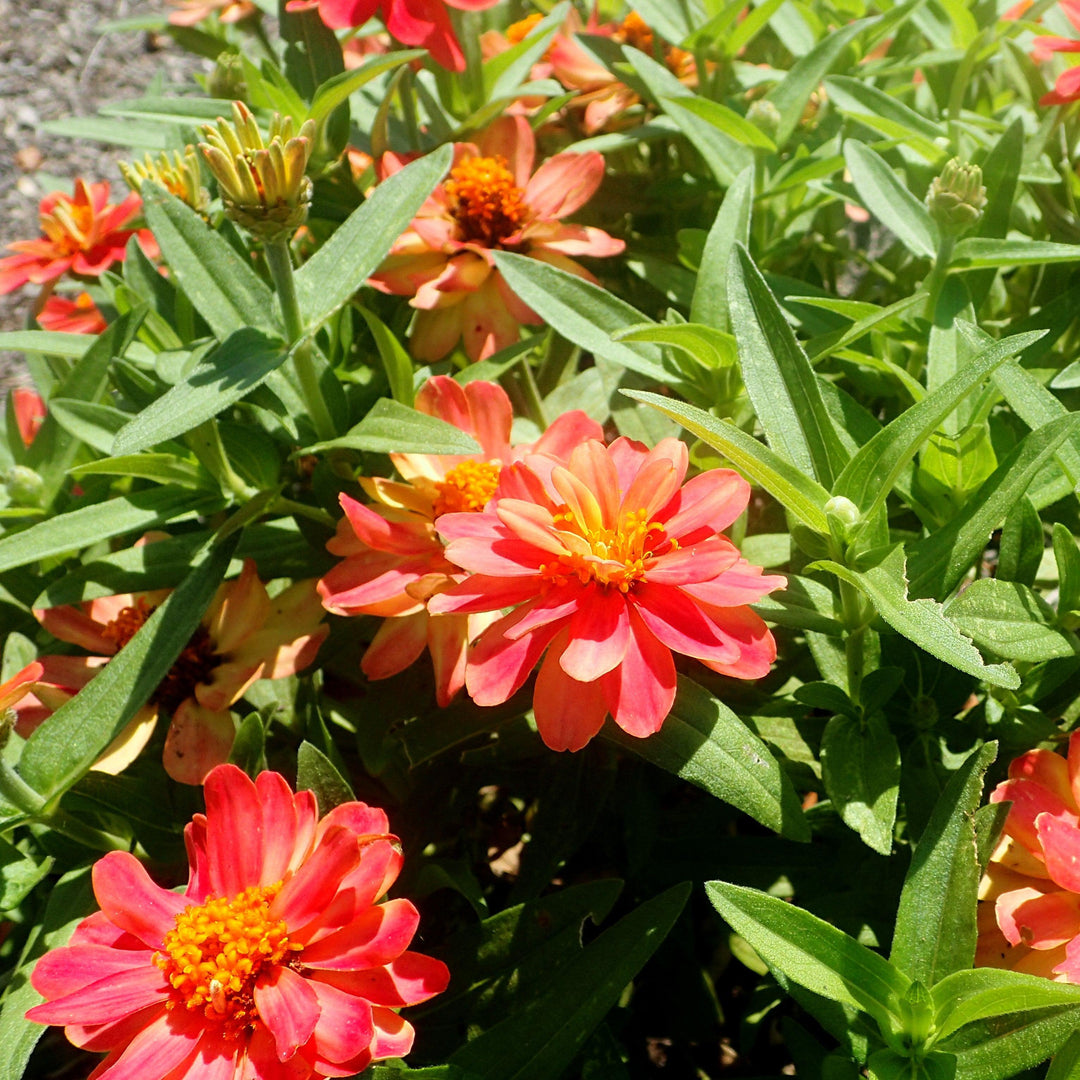 Zinnia ‘Profusion Double Deep Salmon’ ~ Profusion Double Deep Salmon Zinnia-ServeScape