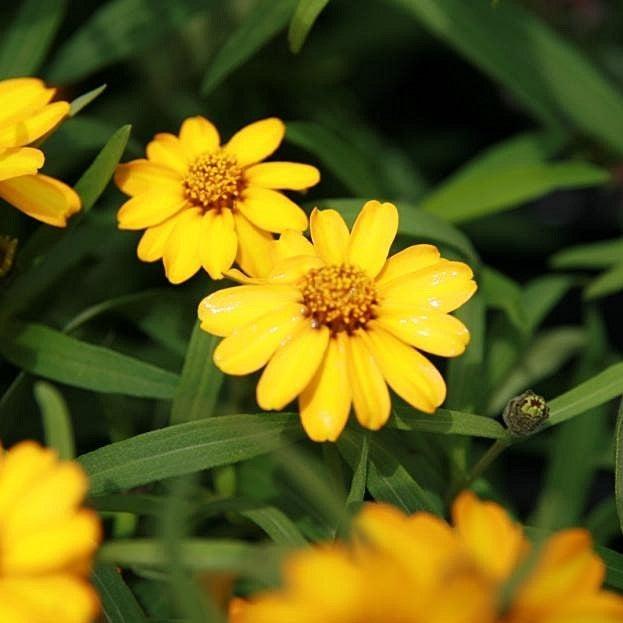 Zinnia angustifolia ‘Star Gold’ ~ Star Gold Zinnia-ServeScape