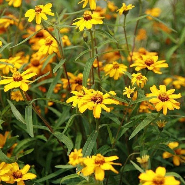Zinnia angustifolia ‘Star Gold’ ~ Star Gold Zinnia-ServeScape